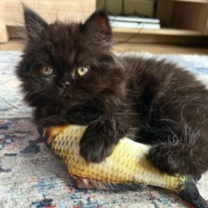 LOLA / FEMALE