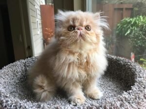 MISTY / FEMALE