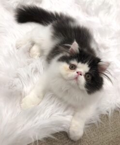 PERCY / MALE