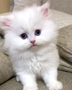 POPPY / MALE